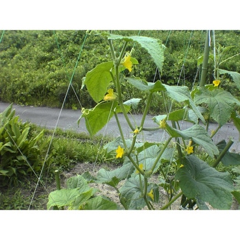 えんどうネット イノベックス(ダイオ化成)