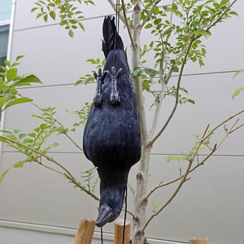 鳥追いカラスの黒ちゃん 福農産業