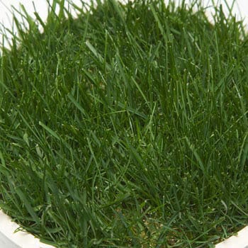 タネ 西洋芝の種jターフ タキイ種苗 植物 草花の種 通年 通販モノタロウ