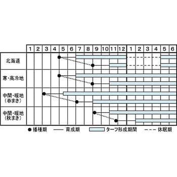 タネ】西洋芝の種JターフⅡ 1袋(400g) タキイ種苗 【通販モノタロウ】