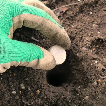 モグレス レインボー薬品