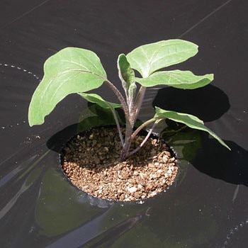 植えつけマルチ 渡辺泰