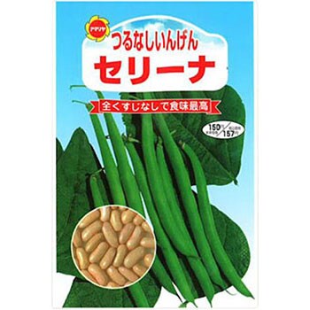 つるなしいんげん セリーナ アタリヤ農園 野菜の種 春まき 通販モノタロウ