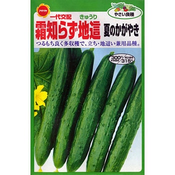 111981 霜知らず地這胡瓜 夏のかがやき 1袋(10g) アタリヤ農園