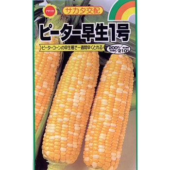 ピーター早生1号 アタリヤ農園