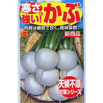 519831 寒さに強い!かぶ 1袋(1.2mL) アタリヤ農園 【通販モノタロウ】