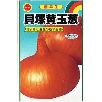 貝塚早生 黄玉ねぎ アタリヤ農園