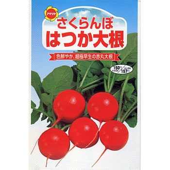 タネ さくらんぼ はつか大根 アタリヤ農園 野菜の種 通年 通販モノタロウ