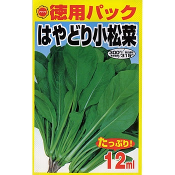 四季どり系キャベツ300株 葉菜 四季どり系キャベツ300株 葉菜