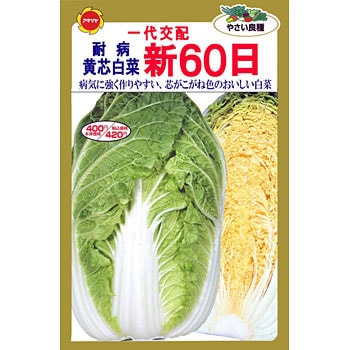CAT774446 【タネ】耐病黄芯白菜 新60日 1袋(6mL) アタリヤ農園