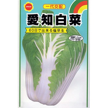 タネ 愛知白菜 アタリヤ農園 野菜の種 秋まき 通販モノタロウ