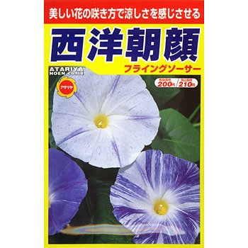 西洋朝顔 フライングソーサー アタリヤ農園 植物 草花の種 春まき 通販モノタロウ