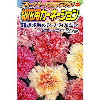 スーパーカラフル切花用カーネーション アタリヤ農園 植物 草花の種 秋まき 通販モノタロウ