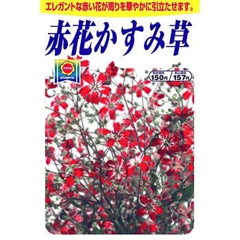 赤花カスミ草 アタリヤ農園 植物 草花の種 通年 通販モノタロウ 3273