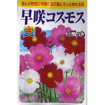 早咲コスモス アタリヤ農園