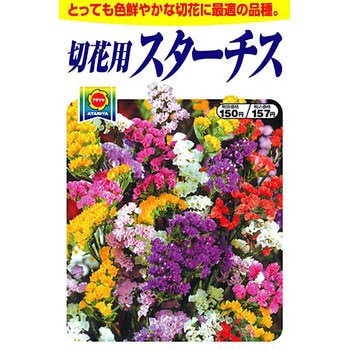 タネ 切花用スターチス アタリヤ農園 植物 草花の種 通年 通販モノタロウ 3241