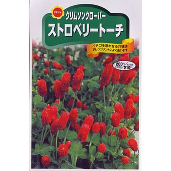 タネ ストロベリートーチ アタリヤ農園 植物 草花の種 秋まき 通販モノタロウ