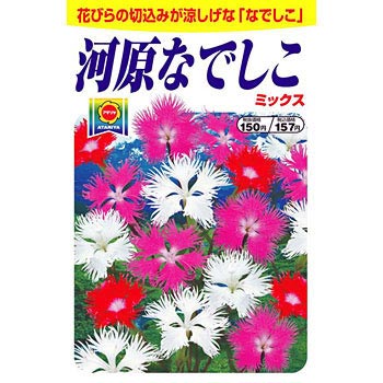 タネ 河原なでしこミックス アタリヤ農園 植物 草花の種 通年 通販モノタロウ 3296