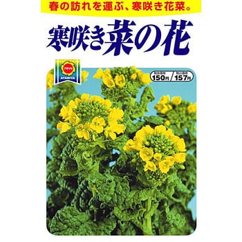 タネ 寒咲き 菜の花 アタリヤ農園 植物 草花の種 秋まき 通販モノタロウ