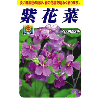 タネ 紫花菜 アタリヤ農園 植物 草花の種 秋まき 通販モノタロウ 2249