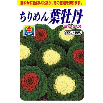 タネ ちりめん葉牡丹 アタリヤ農園 植物 草花の種 秋まき 通販モノタロウ