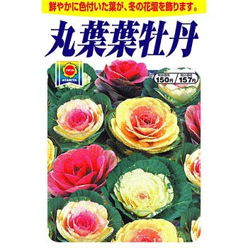 タネ 丸葉葉牡丹 アタリヤ農園 植物 草花の種 秋まき 通販モノタロウ