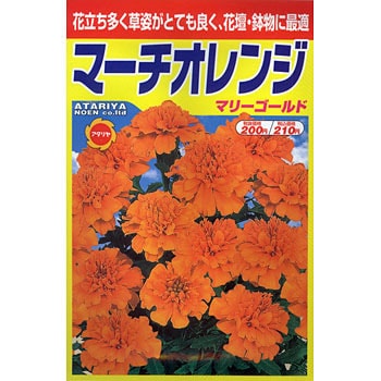 マリーゴールド マーチオレンジ アタリヤ農園 植物 草花の種 春まき 通販モノタロウ