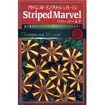 マリーゴールドstriped Marvel アタリヤ農園 植物 草花の種 春まき 通販モノタロウ