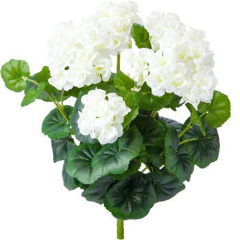 GL-5206 �[���j�E���u�b�V�� ���l�f�B�X�v���C�~���[�W�A�� 89493942