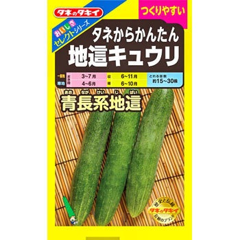 ACU161 【タネ】おいしさセレクト タネからかんたん地這キュウリ