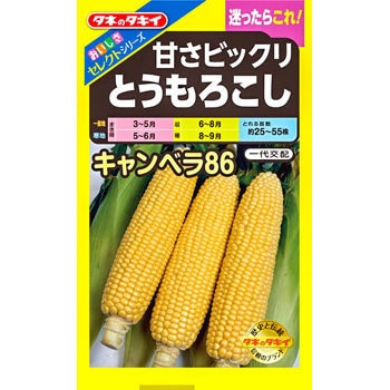 【タネ】おいしさセレクト 甘さビックリとうもろこし キャンベラ86 タキイ種苗