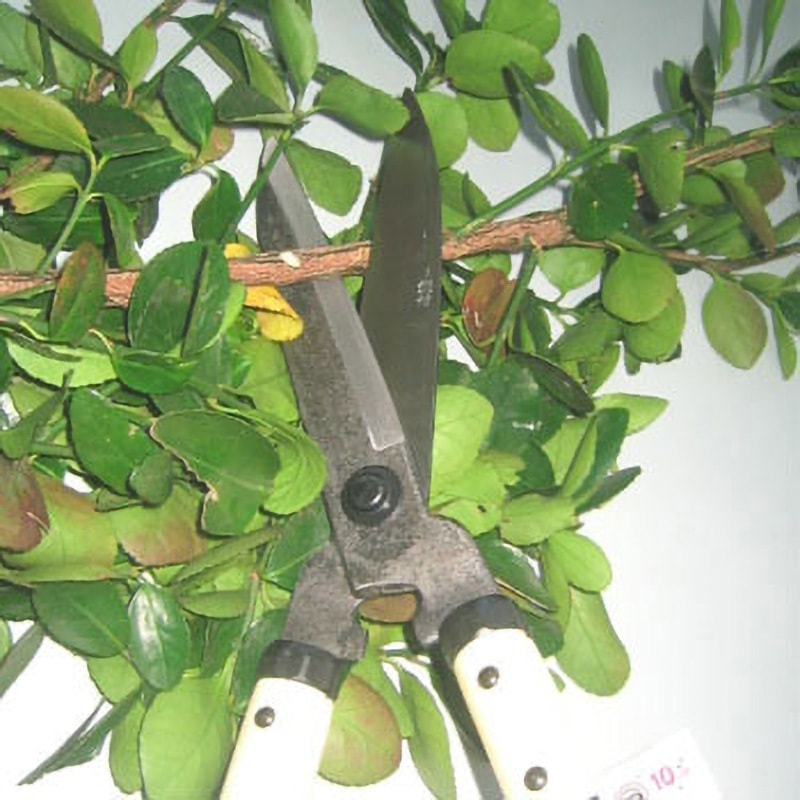 A-50 鋼付刈込鋏 鋼典 刃長165mm A-50 - 【通販モノタロウ】