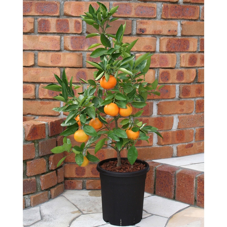 apple様 楽天市場】オーデリック LEDブラケットライト 和風 非調光 杉