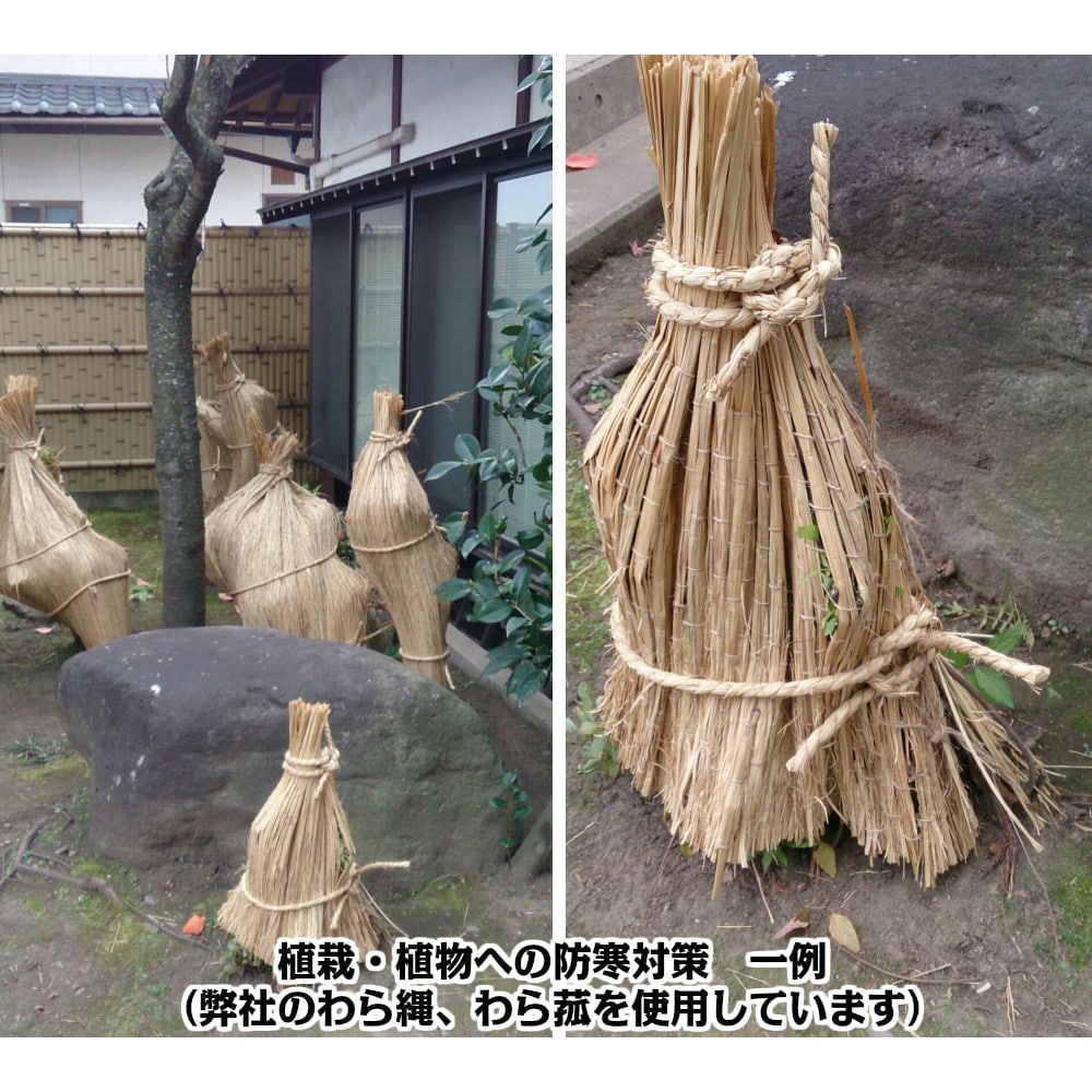 KM3 わらこも 約105cm×約180cm 約1.2kg 1セット 臼井農畜産
