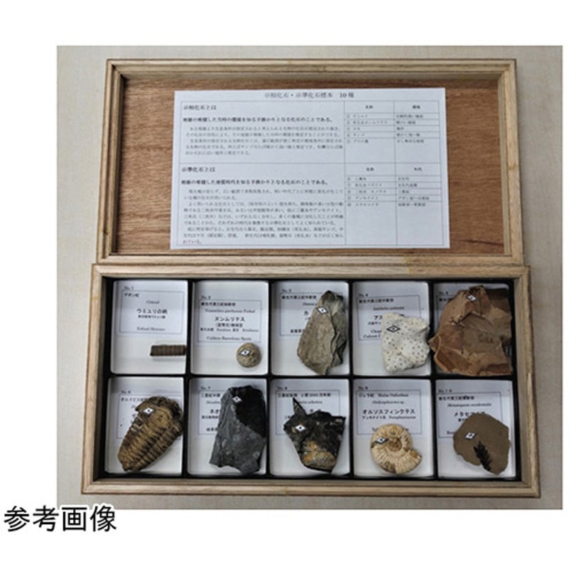 化石標本 1箱 大江理工社 【通販モノタロウ】
