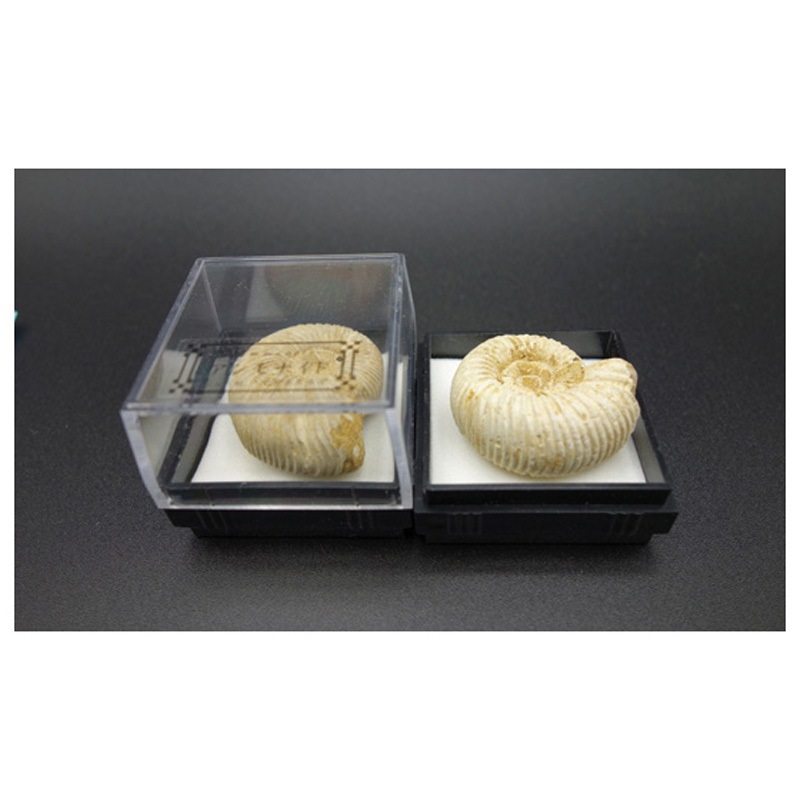 アンモナイト マダガスカル 1箱(12個) 大江理工社 【通販モノタロウ】