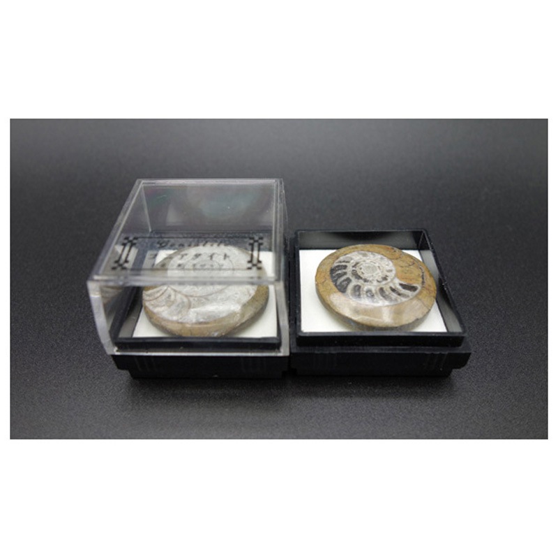 アンモナイト/ゴニアタイト 1箱(12個) 大江理工社 【通販モノタロウ】