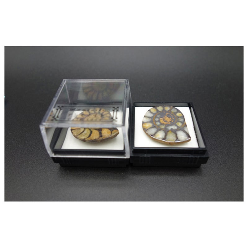 アンモナイト半切 1箱(12個) 大江理工社 【通販モノタロウ】