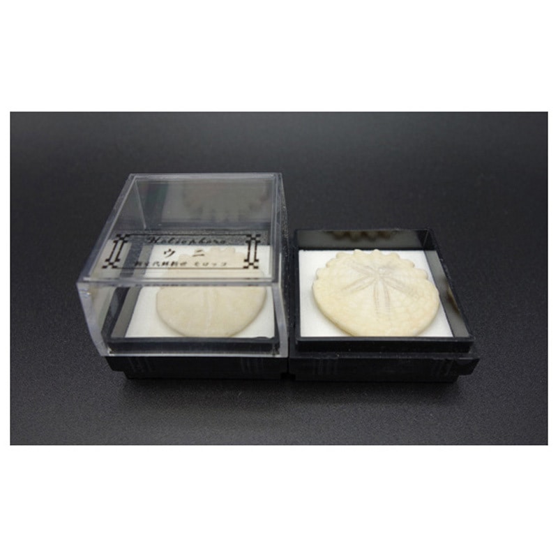 ウニ化石 1箱(12個) 大江理工社 【通販モノタロウ】 5,725円