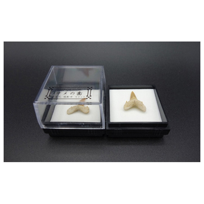 サメの歯 モロッコ 1箱(12個) 大江理工社 【通販モノタロウ】