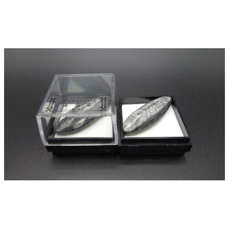 直角石 1箱(12個) 大江理工社 【通販モノタロウ】 5,794円