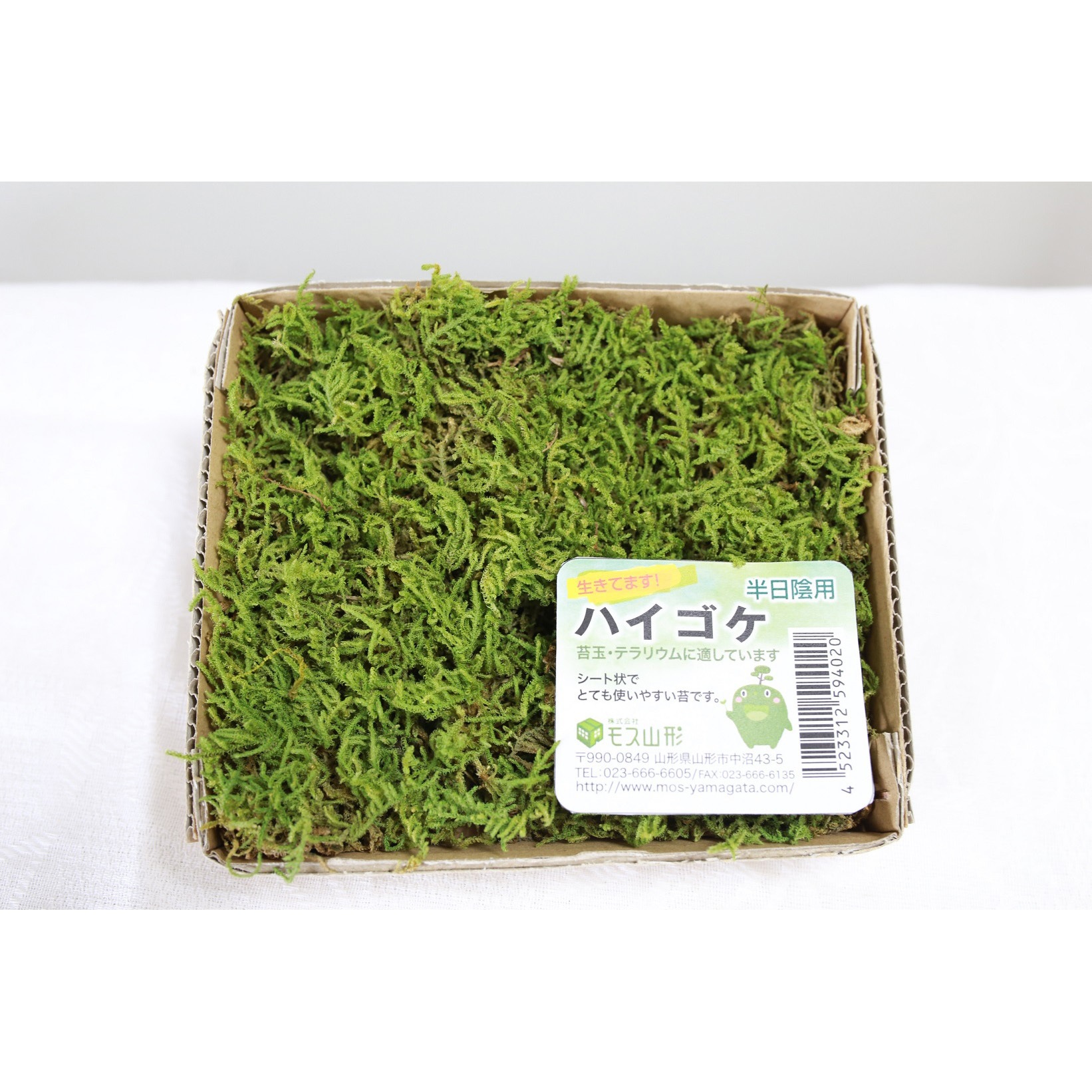 MH-1 盆栽用苔 ハイゴケ 1個 モス山形 【通販モノタロウ】