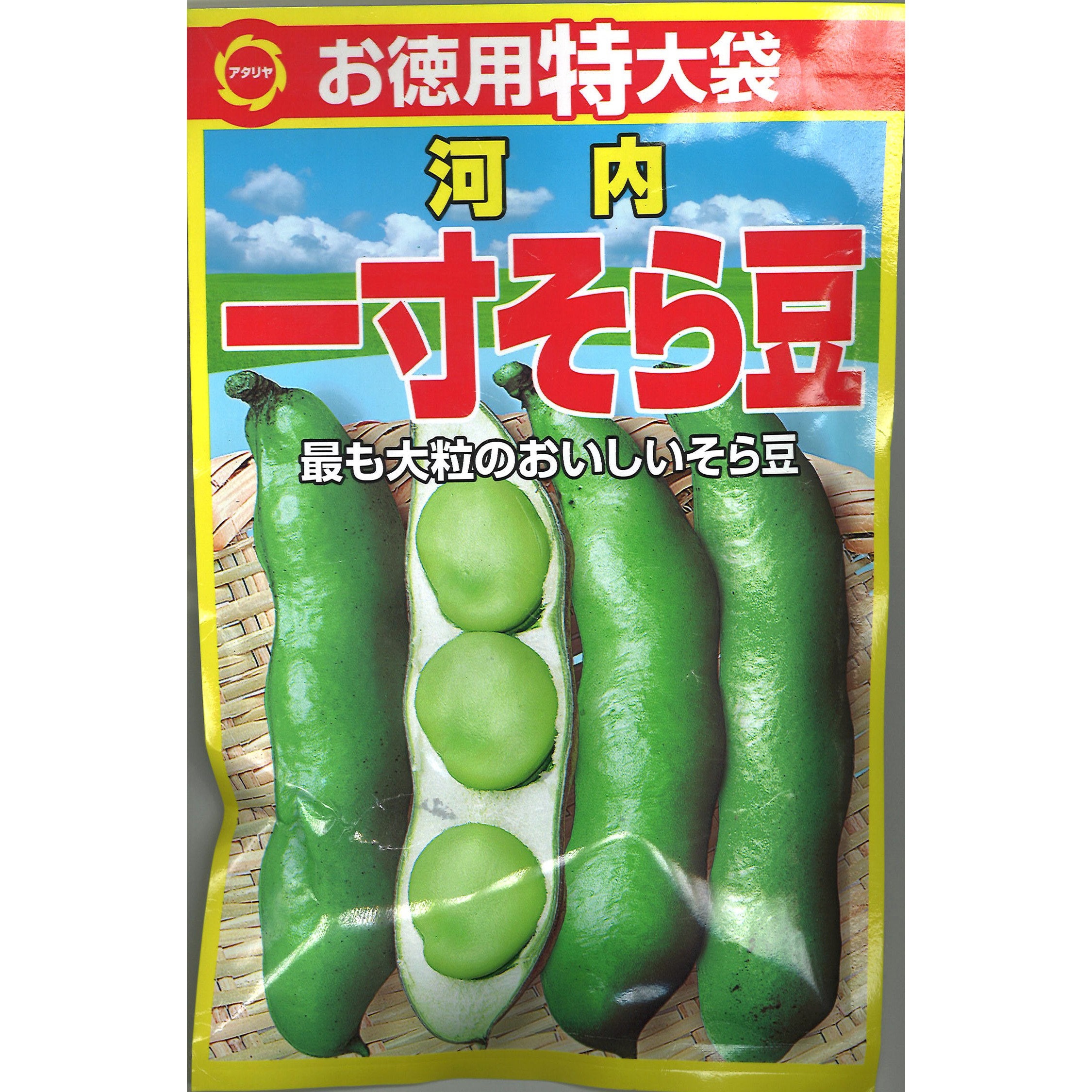 そら豆 そら豆 仁徳一寸 1L(約240粒) タキイ種苗（株） : グリーンロフト