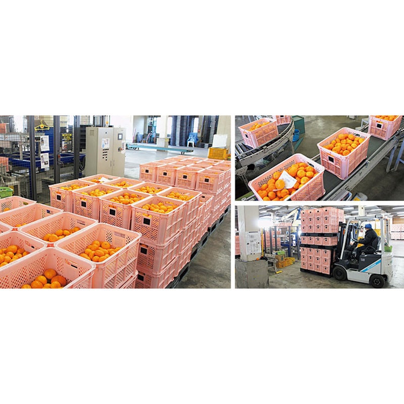 B♯50(ミミナシ) サンテナーBタイプ サンコー(三甲) メッシュ B♯50(ミミナシ) サンテナーBタイプ サンコー(三甲) メッシュ