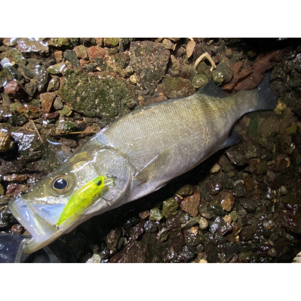 CPA0601 ライムヘッドチャートOB テトラワークス トト42S デュオ