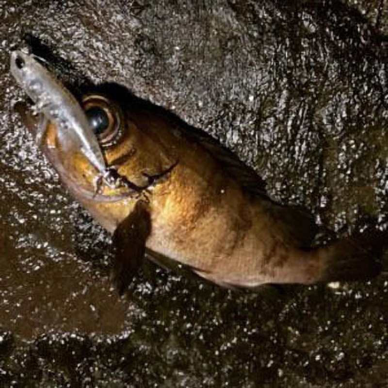 CCC0074 水色GT テトラワークス トトファット35F デュオ 重心固定