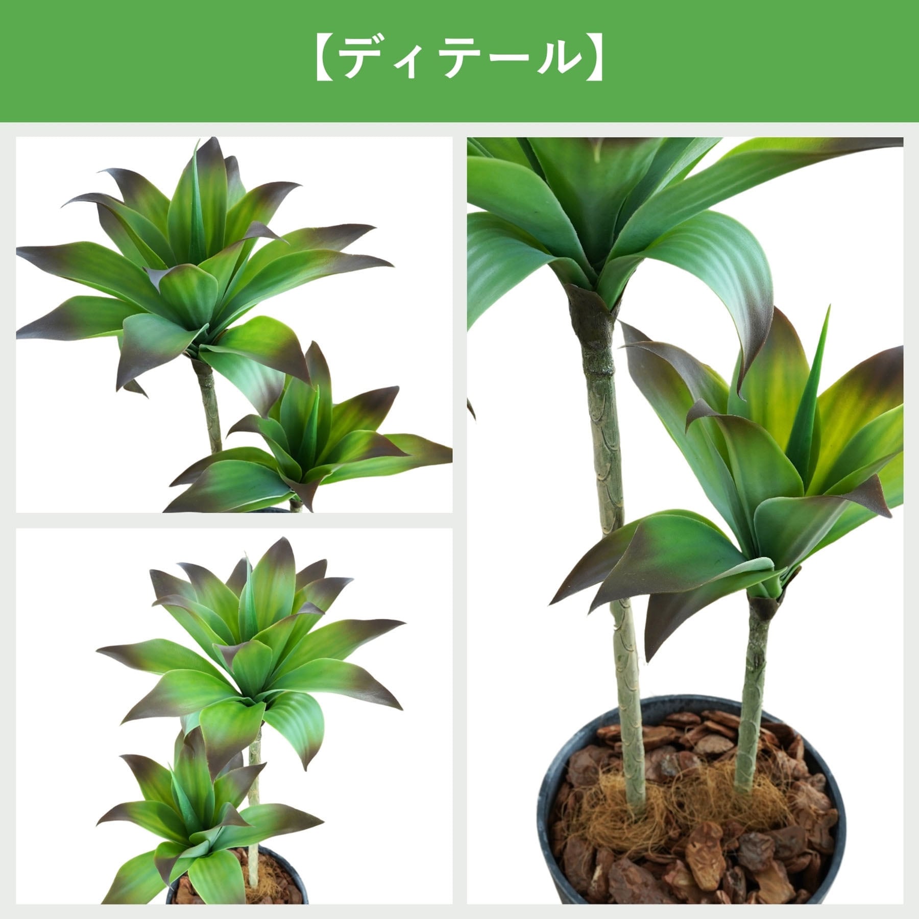観葉植物 観葉植物 フィカス ウンベラータ 8号 ノーマル ラスターポット