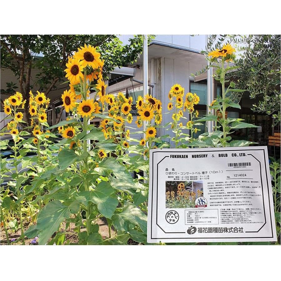 タネ】 ひまわり・コンサートベル 1袋(10mL) 福花園 【通販モノタロウ】