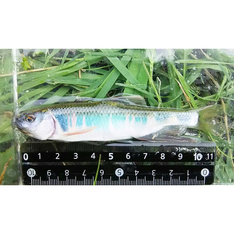 あか カーボン＜軟調＞振出小物竿 柳心 120cm GoldenMean(ゴールデン