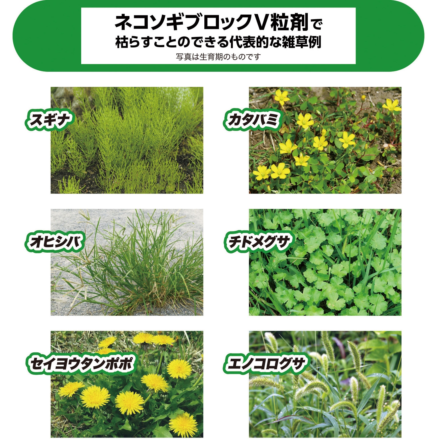 2kg ネコソギブロックV粒剤 1箱(2kg) レインボー薬品 【通販